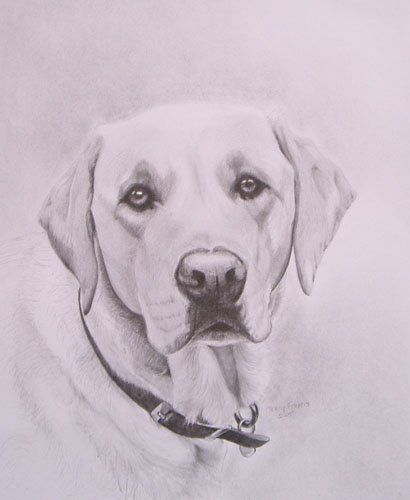 Labrador Pencil Drawing, Yellow Lab Drawing, Labrador Sketch, Lab Sketch, Drawing Labrador, Labrador Drawing, Lab Drawing, Dog Face Drawing, Poodle Drawing