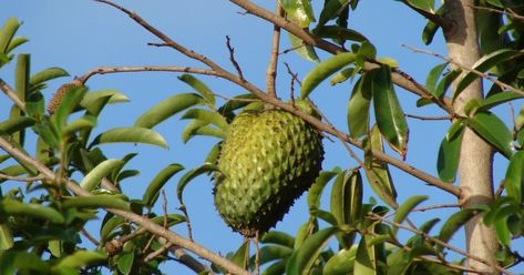 © Tatters ✾/Flickr Brazilian Fruit, Soursop Fruit, Fruit Benefits, Live Tree, Tropical Tree, Green Fruit, Tree Care, Tropical Fruit, Fruit Trees