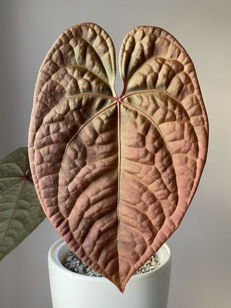 Anthurium Hybrid: Red Crystallinum x Luxurians — All The Plant Babies Convo Starters, Anthurium Plant, Plant Wishlist, Home Greenhouse, Potted Houseplants, Iridescent Green, Terrarium Plants, Leaf Coloring, Mother Plant