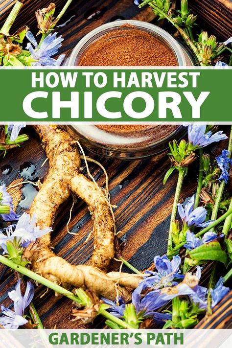 Discover the art of harvesting chicory plants for maximum flavor and nutrition in this guide. Learn how to gather chicory leaves and roots and become a chicory harvesting pro. Uncover valuable tips for preserving and storing this versatile herb, ensuring year-round enjoyment. #chicory #harvest #gardenerspath Medicinal Herbs Remedies, Drying Fresh Herbs, Medicinal Wild Plants, Wild Food Foraging, Vegetable Benefits, Edible Wild Plants, Herb Farm, Chicory Root, Natural Healing Remedies