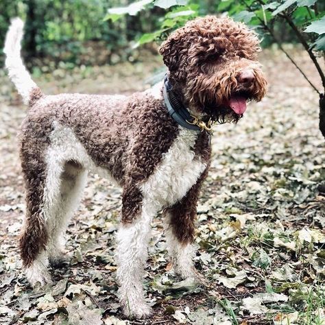 Lagotto Romagnolo Haircut, Lagotto Romagnolo Grooming, Logatto Romagnolo, Snuggle Puppy, Hypoallergenic Dog Breed, Lagotto Romagnolo, Puppy Snuggles, Bluetick Coonhound, Hypoallergenic Dogs