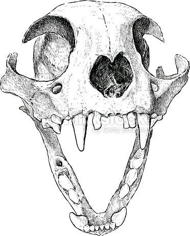 Cat Cat Skull Drawing, Skull Images, Drawing Worksheet, Lily Cat, Cartoon Ideas, Dog Skull, Cartoon Drawings Disney, Cartoon Drawings Of Animals, Cat Stock