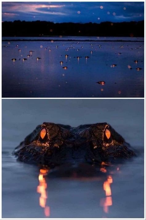 That’s Creepy Alligator Eyes, Myakka River State Park, Crocodiles, Nature Images, Creature Design, Amphibians, Animal Kingdom, State Park, Reptiles