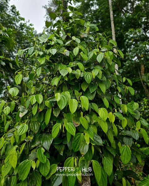 Witness the magic of nature unfold! 🌱 This 5-year-old black pepper plant is a testament to the beauty and patience of farming. Isn't it a sight to behold? #pepperhub #blackpepper #farming #agriculture #nature #plantlove #pepperplant #naturelovers #farmlife #agriculturelife #explore #fao #blackpepperplants #blackpepperplant #plantsplantsplants Black Pepper Plant, Pepper Plant, Pepper Plants, Farm Life, Black Pepper, Agriculture, The Beauty, The Magic, Stuffed Peppers