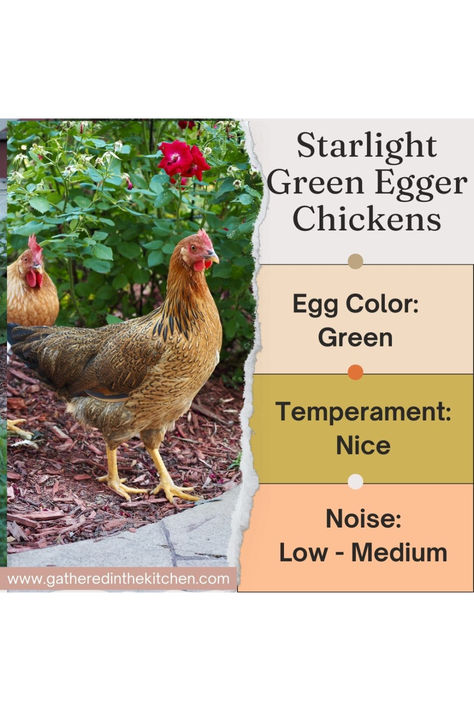 starlight green egger chicken, starlight green egger egg color, chickens that lay green eggs, what chickens lay green eggs, starlight green egger chicks Owning Chickens, Olive Egger Chicken, Cinnamon Queen, Olive Egger, Chicken Flock, Kid Approved Meals, Future Farms, Chicken Garden, Chicken Diy