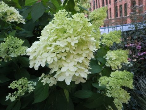 Plants – for Creek Bank | Walter Reeves: The Georgia Gardener Plants For Creek Banks, Creek Bank Landscaping, Kalmia Latifolia, Annabelle Hydrangea, Hydrangea Arborescens, Bald Cypress, Mountain Laurel, Gardening Books, River Bank