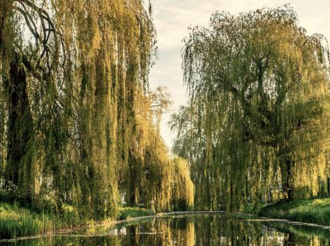 Willow Tree Forest, Willow Aesthetic, Willow Trees, Weeping Willow Tree, Pretty Trees, The Golden Hour, Danube River, Weeping Willow, Front Gates