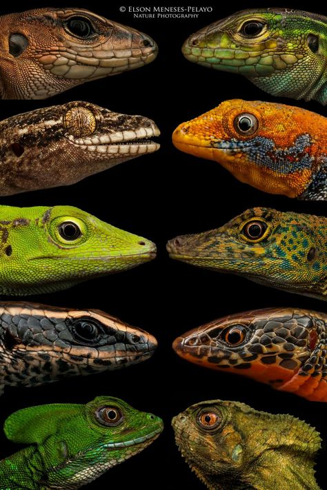 Lizards Lizards and more Lizards by Elson Meneses-Pelayo / Nature Puotographer Lizard Species, Lizard Tattoo, Chameleon Lizard, Japan Picture, Cute Reptiles, Reptiles Pet, Crocodiles, Reptiles And Amphibians, Lizards