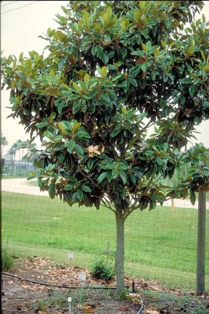 Ohio Buckeye Tree, Southern Magnolia Tree, Buckeye Tree, Magnolia Grandiflora, Evergreen Hedge, Southern Magnolia, Street Trees, Low Maintenance Landscaping, Magnolia Trees