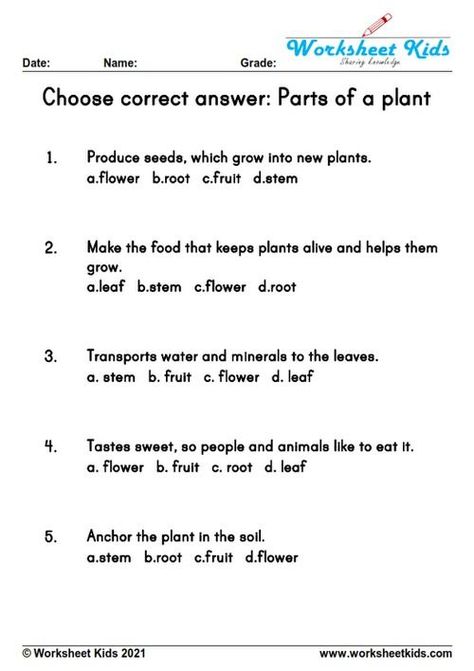 Parts Of A Plant Kindergarten, Plant Parts Worksheet, Kindergarten Science Lessons, Human Body Worksheets, Suffixes Worksheets, Plants Worksheets, Prek Ideas, Plant Parts, Unscramble Words