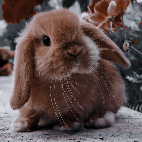 Cute Bunny Pictures, Bunny Pictures, Fluffy Animals, Baby Bunnies, Cute Bunny, Bunny Rabbit, Animals Beautiful, Summer Fun