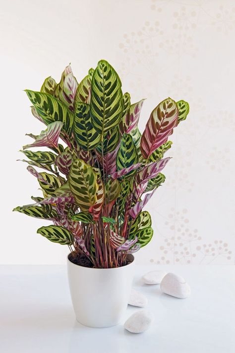 Indoor Plants For Low Light, Plants For Low Light, Calathea Makoyana, Calathea Plant, Rock Flowers, Bring Nature Indoors, Best Plants, Best Indoor Plants, Grow Tent