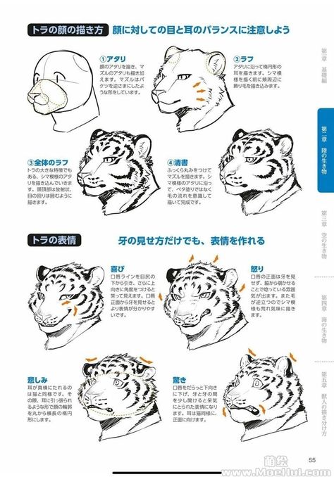 How To Draw Anthropomorphic Animals, Walpapers Cute, Tutorial Drawing, Art Advice, Body Reference Drawing, The Skeleton, Reference Book, Anatomy Drawing, The Skull