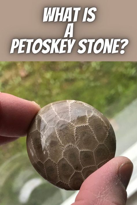 Petosky Stone Hunting, Petosky Stone, Michigan Rocks, Rock Identification, Rock Tumbling, Rocks And Fossils, Rock Hunting, Petoskey Stone, Geology Rocks