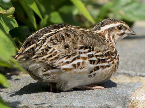 Japanese Quail, Button Quail, Raising Quail, Pale Face, Bird Migration, Shorebirds, Raising Chickens, All Birds, Bird Species