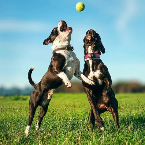 two dogs jumping for tennis ball outside Store Moodboard, Dogs Jumping, Dogs Outside, Dog Reference, Dogs Running, Jumping Dog, Dog Jumping, Dog Run, Dog Running