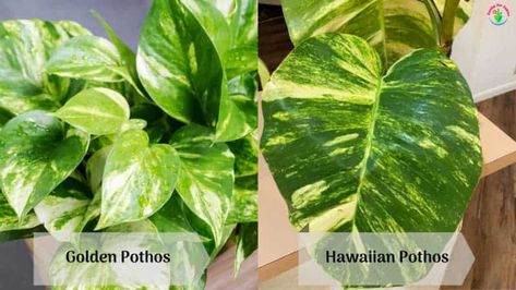 Golden Pothos Vs Hawaiian Pothos (Differences and Similarities) - Garden For Indoor Hawaiian Pothos Plant, Hawaiian Pothos, Big Indoor Plants, Wishlist Plants, Epipremnum Aureum, Types Of Texture, Selective Breeding, Plant Care Houseplant, Golden Pothos