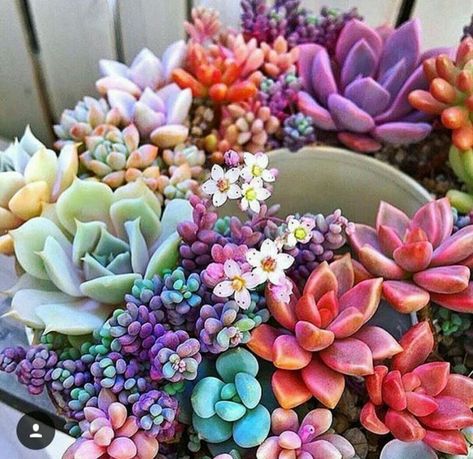 love Succulent Border, Succulents Terrarium, نباتات منزلية, Succulent Terrarium, Fiddle Leaf Fig, Succulent Arrangements, Cactus Y Suculentas, Cactus Garden, Pretty Plants