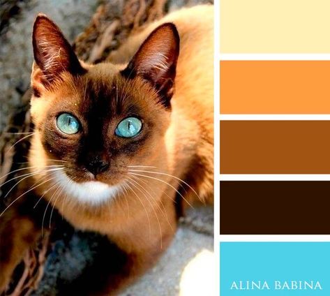 Gorgeous Siamese cat-inspired colors #cats #colors #homedecor Siamese Kitty, Visual Merchandiser, Color Catalog, Creation Art, Color Schemes Colour Palettes, Nature Color Palette, Design Seeds, Color Palette Design, Color Balance