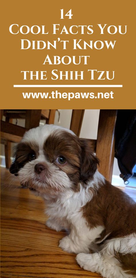 Your dog is your best friend but there’s a lot you might not know about him!😉 Keep reading to have your mind blown by our facts about Shih Tzu😘 #shihtzus #shihtzu #shihtzusfacts #shihtzuslover #aboutshihtzus #dogs #pets #dogslover Shih Tzu Facts, Shih Tzu Cute Haircut, Puppy Cut Shih Tzu, Shihtzu Haircut, Shih Tzu Teddy Bear Haircut, Shi Tzu Dog, Cute Shih Tzu Puppies, Grooming Shih Tzu, Shih Tzu Haircuts Grooming