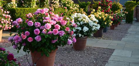 Ideal For Growing In Pots & Containers Rose Hedge, Neat Garden, Container Roses, Ground Cover Roses, Flower Containers, Austin Rose, Container Ideas, Potted Flowers, Small Patio Garden