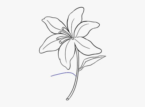 Lily Flower Outline, Lily Sketch, Drawing Pictures For Kids, Orchid Drawing, Coordinates Tattoo, Lilies Drawing, Lily Flower Tattoos, Dibujo Simple, Flower Outline