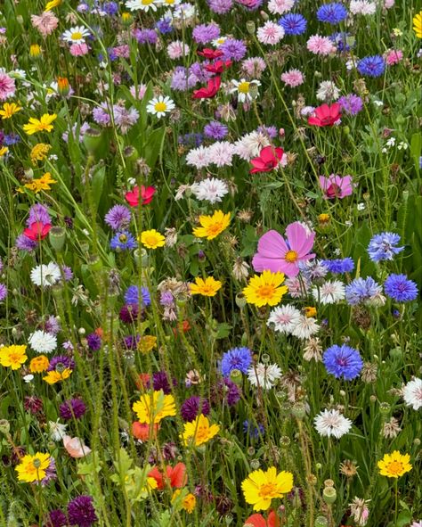 English Wildflower Meadow has encountered a major revival in recent times. Swatches of wildflowers colourful blooms, bees, butterflies and dragonflies are a heartwarming sight to come across. Nature is grounding and colour is uplifting, what a beautiful combination for the mind and the spirit ❤️🌸🦋#englishcountrystyle #english #wildflowers #meadow #spiritual #uplifting #joy #serenity #flowers #blooms #colour #bee #butterfly #dragonfly #nature #is #life #colourinspiration #garden #design #outd... Wildflower Meadow Garden, English Wildflowers, Fav Flower, Butterflies And Dragonflies, Wildflower Fields, Butterfly Dragonfly, Meadow Garden, English Country Style, Wildflower Meadow