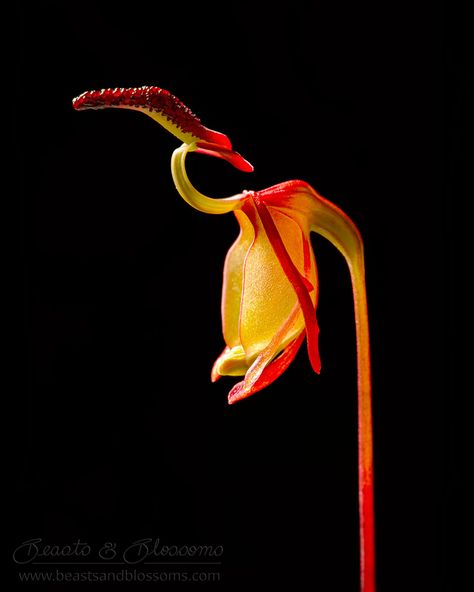 Flying Duck Orchid, Monkey Orchid, Flowers Orchids, Flying Duck, Florida Plants, Orchid Photo, Strange Flowers, Rare Orchids, Leaf Photography