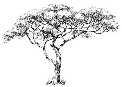 Marula Tree, African Tree, African Tattoo, Red Ink Tattoos, Wood Burning Crafts, Africa Art, Tree Illustration, Doodle Art Designs, Tree Drawing