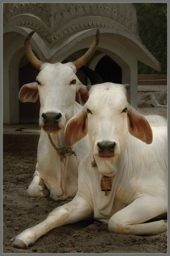 Gau Mata, Sacred Cow, White Cows, Cows Farm, Bull Cow, Cow Calf, White Cow, Holy Cow, Cute Cows