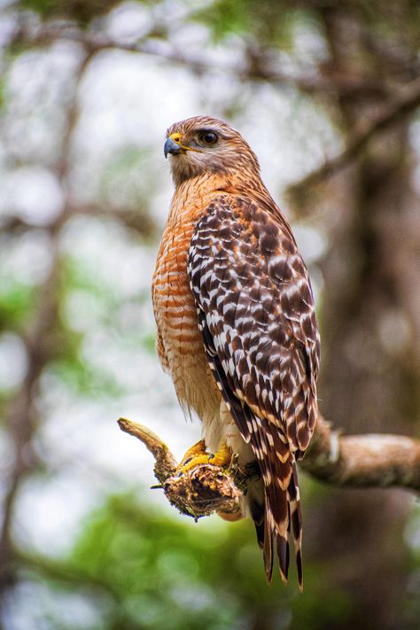 Red Shouldered Hawk waiting for the perfect time to hunt. Red Shoulder Hawk, Colorado Birds, Fairy Garden Castle, Red Shouldered Hawk, Hawk Wings, Backyard Nature, Night Hawk, Time To Hunt, Red Hawk