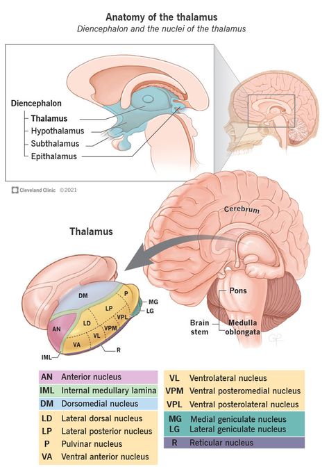 Brain Anatomy And Function, Deep Brain Stimulation, Neurological System, Studying Medicine, Basic Anatomy And Physiology, Cerebral Cortex, Brain Structure, Brain Stimulation, Brain Anatomy