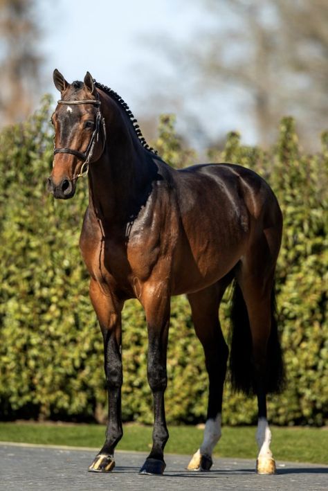 Toulon x Hinault Holsteiner Horse, Horse Coats, English Horse, Horse Inspiration, Sport Horse, Barrel Racing, Horse Girl, Dressage, Beautiful Horses