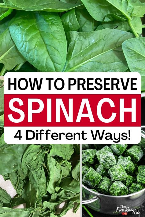 Preserving Spinach, Preserve Spinach, Food Savoury, Preserving Vegetables, Dehydrating Food, Food Preserving, Freezing Food, Canning Vegetables, Canning Food Preservation