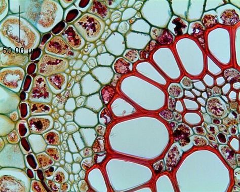 Plant Alchemy, Microscopic Cells, Cell Forms, Microscopic Photography, Micro Photography, Biology Art, Microscopic Images, Bio Art, Plant Cell