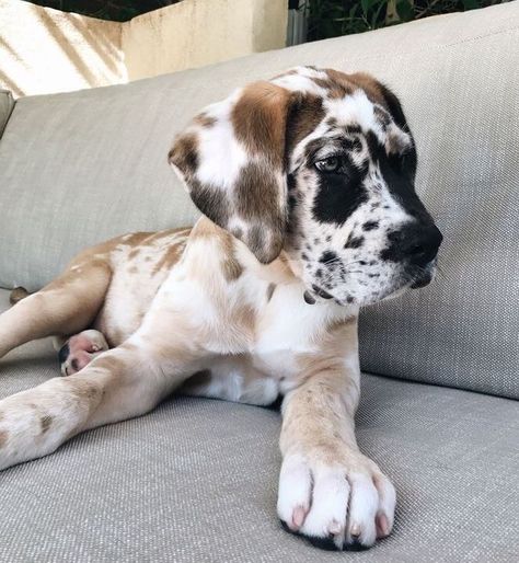 Great Dane, A Dog, White