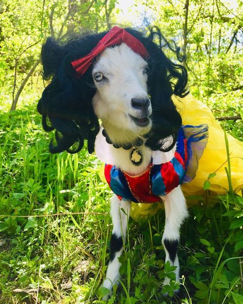 Goat Life on Instagram: ““Lips black as coal, hair as black as ebony and fur as white as snow... is the fairest of all ! “ 😘 MaDolly as Snow White . 🐐🐐🐐���🐐🐐 . #goat…” Goat Life, White Goat, Female Goat, Lips Black, Goats Funny, Cute Goats, Baby Goats, Cat Cat, Kitty Cat