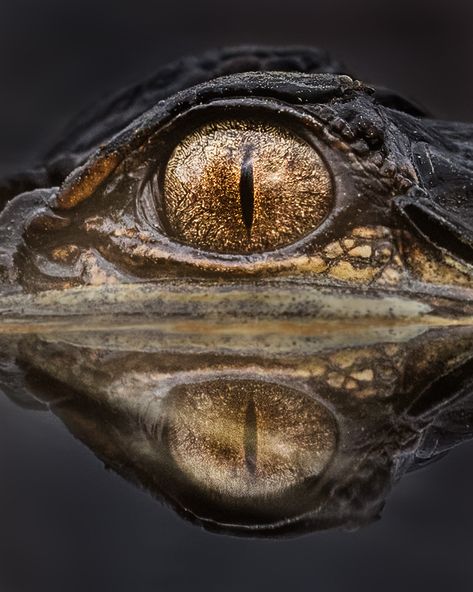 Up close and personal with a small American alligator.#WILDLIFE #PHOTOGRAPHY #COLORS OF NATURE #ADORABLE #UNBELIEVABLE #STUNNED Alligator Photography, Florida Project, Regard Animal, Baby Alligator, Saltwater Crocodile, American Alligator, Colors Of Nature, Scientific Name, Crocodiles