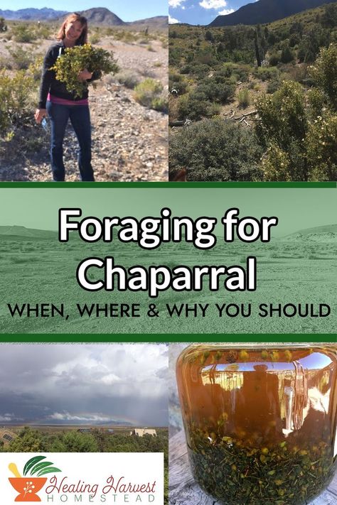 Chaparral is probably my favorite desert herb! It can aid in digestion, respiratory health and UTIs. I used to forage for it when I lived in the Mojave Desert, so now I have to either visit or ask friends to bring me some. Learn how to identify it and when you want to harvest this great plant! #foraging #healingherbs #powerfulherbs #herbalmedicine #springharvests Harvesting Herbs, Plant Benefits, Healthy Herbs, Herbal Tinctures, Respiratory Health, Mojave Desert, Herbs For Health, Wild Food, Wild Plants