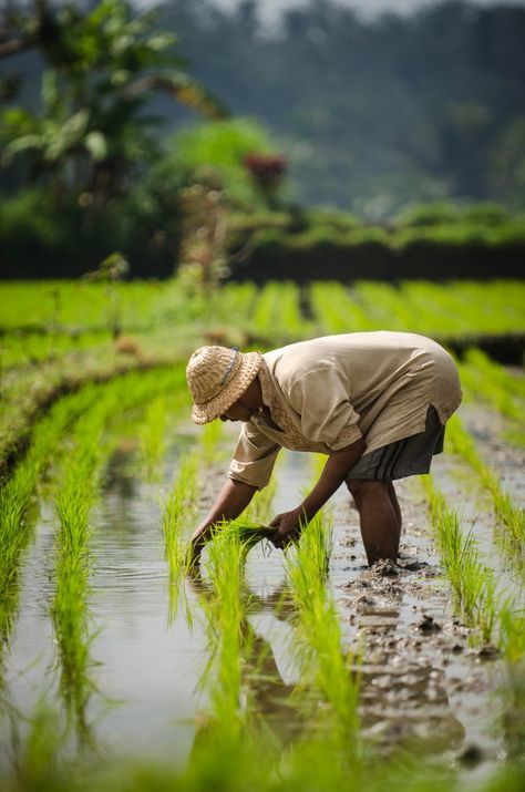 The Beautiful Occupation Village Life - The Real Bali in Photos - The Beautiful Occupation Agriculture Pictures, Farmer Painting, Farmer Photography, Rice Farming, Farming Land, Agriculture Photography, Agriculture Photos, Farming Technology, Philippines Culture