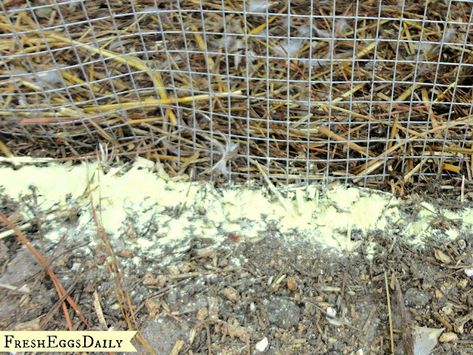 9 Tips to Keep Snakes out of your Chicken Coop - Fresh Eggs Daily® Chicken Coop Designs Diy, Wild Birds Unlimited, Chicken Home, Bird Repellents, Types Of Snake, Chicken Pen, Diy Chicken Coop Plans, Backyard Chicken Farming, Duck House