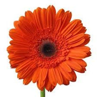 orangeblossom123 on Etsy Gerbera Bouquet, Orange Gerbera, Gerbera Flower, Modern Wedding Flowers, Gerbera Daisies, Flower Care, Gerbera Daisy, White Hydrangea, Wholesale Flowers