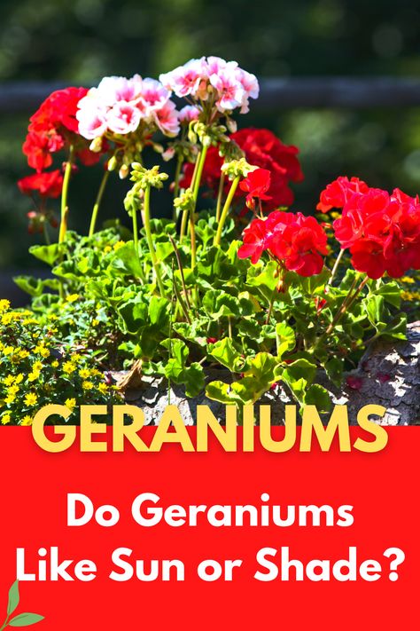 Geranium Garden Ideas, Scented Geraniums Plants, What To Plant With Geraniums In Pots, How To Care For Geraniums In Pots, Afternoon Sun Plants, Geranium Planters, Geraniums In Pots, Full Sun Container Plants, Plant Planters