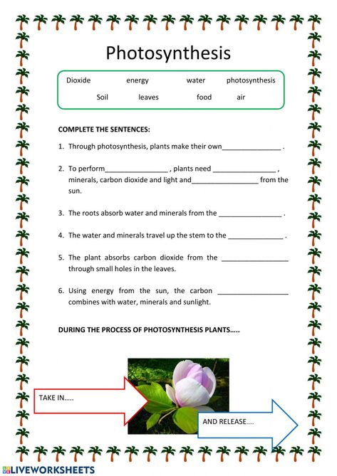 Photosynthesys - Interactive worksheet Photosynthesis Coloring Page, Science Worksheet For Grade 5, Photosynthesis Activity, Class 4 Science Worksheet, Biology Worksheets High School, Photosynthesis Projects, Class 6 Science Worksheet, Photosynthesis Activities, Photosynthesis Worksheet