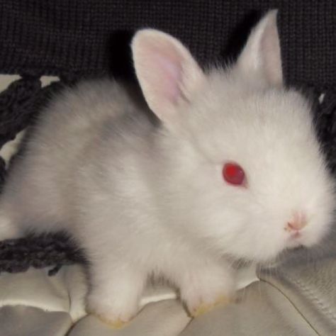 White Bunny With Red Eyes, Albino Rabbit Aesthetic, Red Eye Bunny, Albino Rabbit, Florida White Rabbit, Spiritual Animal, Bunny Painting, White Rabbits, Funny Bunnies