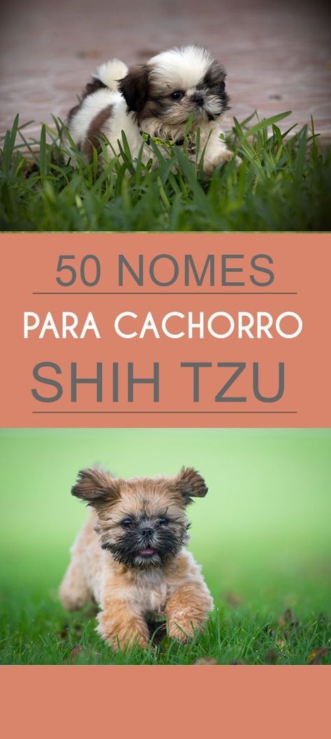 #sugestões de nomes para cachorros shih tzu  #shih-tzu nomes femininos  #sugestões de nomes para cachorros shih tzu masculino  #nomes para cachorros pequenos masculino  #nomes de cachorro shih tzu fêmea Perro Shih Tzu, Adorable Dogs, Cute Names, Shih Tzu, Cute Dogs, Dogs, Pins