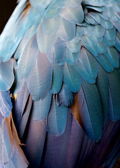 Birds Aesthetic, Bird Aesthetic, Macaw Bird, Tropical Bird, Feather Art, Tropical Birds, Aesthetic Images, Patterns In Nature, Color Textures