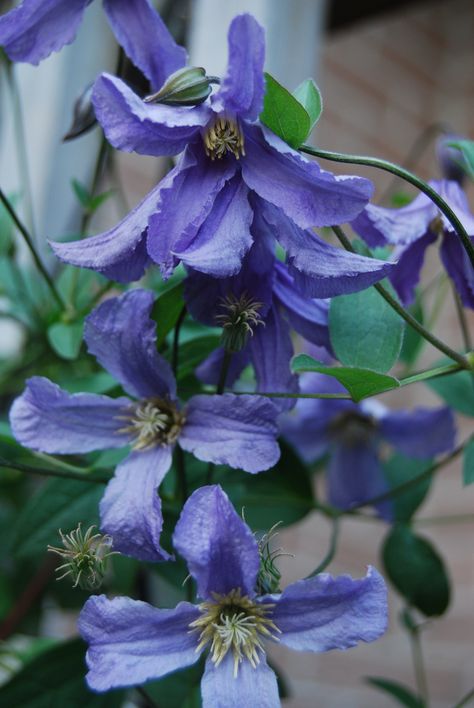 Clematis 'Blue Boy' _/\/\/\/\/\_ More Clematis Flower Aesthetic, Clematis Avant Garde, Clematis Care, Blue Clematis, Clematis Multi Blue, Clematis Terniflora, Clematis Vine, Climbing Vines, Climbing Plants