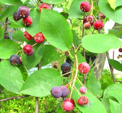 Service Berries are Great Tasting and Also have Healing Abilities - Read More - Dr. Paul Haider - Master Herbalist Service Berry Recipes, Service Berry Tree, Service Berry, Backyard Orchard, Medicine Recipes, Benefits Of Berries, Saskatoon Berry, Natural Path, Trees For Front Yard