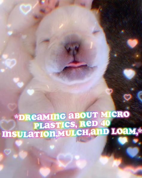 ✨my little secret is… is… is…. ✨ 👹I ACCIDENTALLY 🔪 A MAN👹 💕💕💕💕💕💕💕💕💕💕💕 Mulch Dog, Mulch Gang, Goofy Dog, Image Memes, Red 40, I Accidentally, Kittens And Puppies, Silly Dogs, Silly Animals